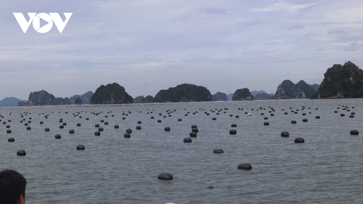 Quảng Ninh chủ động ứng phó bão Wipha